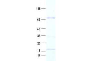 Validation with Western Blot (ZNF234 Protein (His tag))