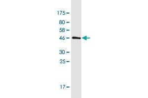 Western Blot detection against Immunogen (45. (Cytohesin 3 antibody  (AA 1-179))