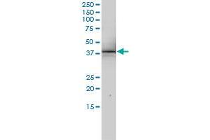 Snurportin 1 antibody  (AA 1-360)