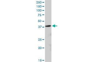 MRPL38 antibody  (AA 1-346)