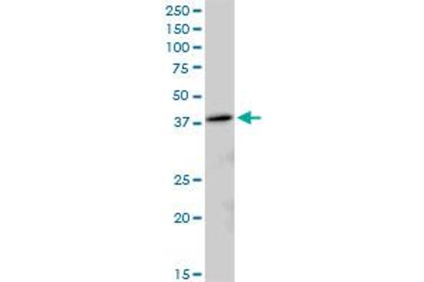 MRPL38 antibody  (AA 1-346)