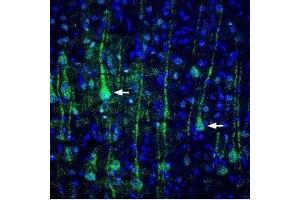 Expression of VGLUT1 in rat cortex - Immunohistochemical staining of perfusion-fixed rat brain frozen sections using Anti-VGLUT1 Antibody (ABIN7043684, ABIN7044368 and ABIN7044369), (1:400), followed by goat-anti-rabbit-Alexa-488. (SLC17A7 antibody  (Cytosolic, N-Term))