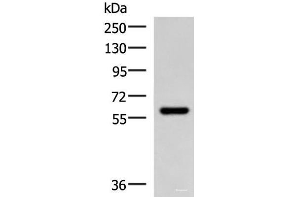 Myotilin antibody