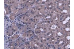 DAB staining on IHC-P; Samples: Mouse Stomach Tissue (PANK1 antibody  (AA 298-500))