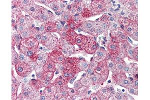 Anti-GPR126 antibody IHC of human liver. (G Protein-Coupled Receptor 126 antibody  (Internal Region))