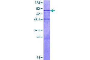 DYX1C1 Protein (AA 1-381) (GST tag)