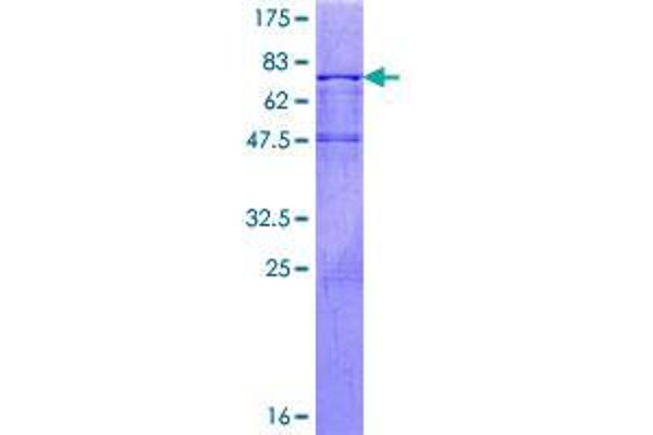 DYX1C1 Protein (AA 1-381) (GST tag)