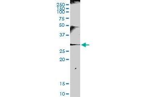 KLRC1 MaxPab rabbit polyclonal antibody. (KLRC1 antibody  (AA 1-233))