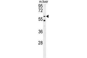 TYSND1 Antibody (C-term) western blot analysis in mouse liver tissue lysates (15 µg/lane).