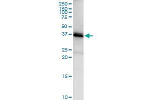 Immunoprecipitation of SGTA transfected lysate using anti-SGTA MaxPab rabbit polyclonal antibody and Protein A Magnetic Bead , and immunoblotted with SGTA purified MaxPab mouse polyclonal antibody (B01P) . (SGTA antibody  (AA 1-313))