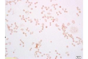 Mouse macrophages(RAW264. (TLR4 antibody  (AA 751-835))