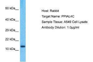 Host: Rabbit Target Name: PPIAL4C Sample Type: A549 Whole Cell lysates Antibody Dilution: 1.