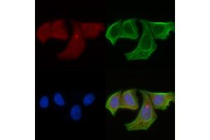 anti-rho Guanine Nucleotide Exchange Factor (GEF) 12 (ARHGEF12) (Internal Region) antibody
