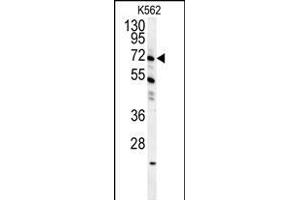 GAS2L1 Antibody (C-term) (ABIN654192 and ABIN2844043) western blot analysis in K562 cell line lysates (35 μg/lane). (GAS2L1 antibody  (C-Term))