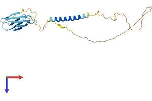 Fibronectin Type III Domain Containing 9 (FNDC9) (AA 1-226) protein (His tag)
