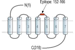 Representative domain view of the target of ABIN7884727.
