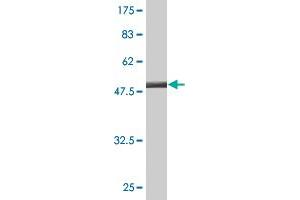 Western Blot detection against Immunogen (47. (SSSCA1 antibody  (AA 1-199))
