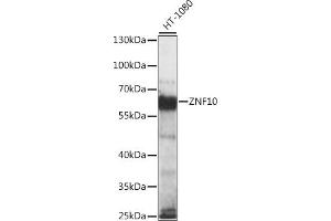 Western blot analysis of extracts of HT-1080 cells, using ZNF10 antibody (ABIN7271450) at 1:1000 dilution. (ZNF10 antibody  (AA 1-200))