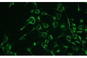 Immunofluorescence (IF) image for anti-BCL2-Associated X Protein (BAX) (N-Term) antibody (ABIN870624) (BAX antibody  (N-Term))
