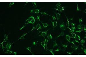 Immunofluorescence (IF) image for anti-BCL2-Associated X Protein (BAX) (N-Term) antibody (ABIN870623) (BAX antibody  (N-Term))