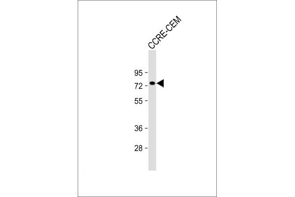 APBB2 antibody  (AA 216-244)