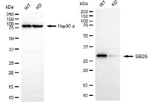 Western blotting analysis using SBDS antibody (ABIN7800330). (Recombinant SBDS antibody)