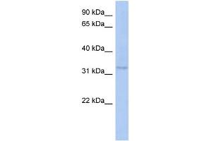 WB Suggested Anti-C10orf96 Antibody Titration: 0. (C10ORF96 antibody  (Middle Region))