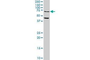 MMP10 MaxPab rabbit polyclonal antibody. (MMP10 antibody  (AA 1-476))