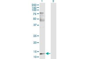Western Blot analysis of PLA2G2E expression in transfected 293T cell line by PLA2G2E MaxPab polyclonal antibody. (PLA2G2E antibody  (AA 1-142))