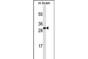 HMGB1 Antibody (C-term) ABIN1536601 western blot analysis in mouse brain tissue lysates (35 μg/lane). (HMGB1 antibody  (C-Term))
