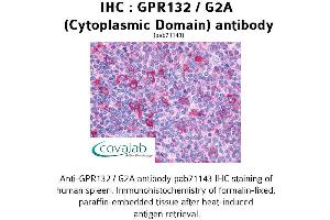 Image no. 1 for anti-G Protein-Coupled Receptor 132 (GPR132) (2nd Cytoplasmic Domain) antibody (ABIN1734928)