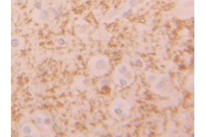 Used in DAB staining on fromalin fixed paraffin-embedded Liver tissue (SIGLEC9 antibody  (AA 23-142))