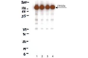 Western Blotting (WB) image for anti-Cadherin 2 (CDH2) (AA 802-819) antibody (ABIN968250) (N-Cadherin antibody  (AA 802-819))