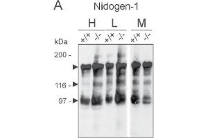 Western Blot analysis of ABIN110110 specificity. (Nidogen 1 antibody)
