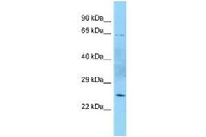 Image no. 1 for anti-Mitochondrial GTPase 1 Homolog (MTG1) (AA 96-145) antibody (ABIN6748161) (MTG1 antibody  (AA 96-145))