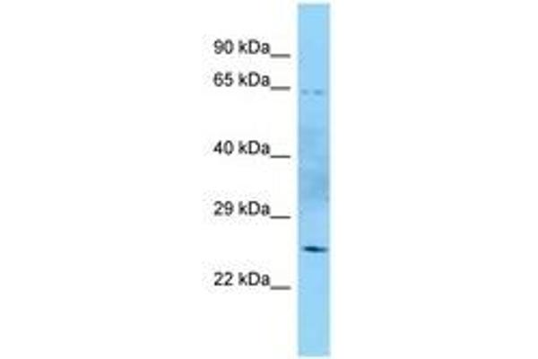 MTG1 antibody  (AA 96-145)