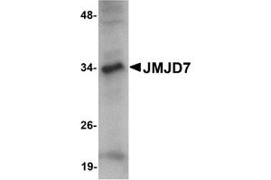 Western Blotting (WB) image for anti-Jumonji Domain Containing 7 (JMJD7) (C-Term) antibody (ABIN1030456) (JMJD7 antibody  (C-Term))