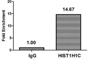 Chromatin Immunoprecipitation Hela (4*10 6 , treated with 30 mM sodium butyrate for 4h) were treated with Micrococcal Nuclease, sonicated, and immunoprecipitated with 5 μg anti-HIST1H1C (ABIN7139201) or a control normal rabbit IgG. (HIST1H1C antibody  (acLys84))