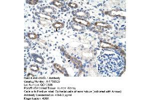 Human kidney (OVOL1 antibody  (C-Term))