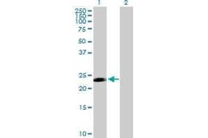 Western Blot analysis of CDC20B expression in transfected 293T cell line by CDC20B MaxPab polyclonal antibody. (CDC20B antibody  (AA 1-192))