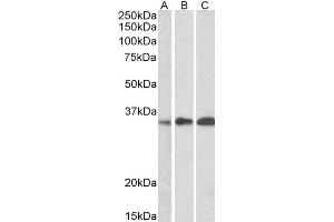 ABIN185311 (0. (EFHD2 antibody  (C-Term))