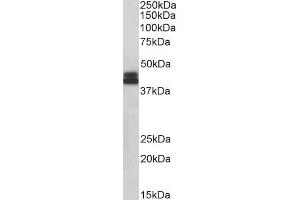 Western Blotting (WB) image for anti-Major Histocompatibility Complex, Class I, B (HLA-B) (AA 132-143) antibody (ABIN5539557)