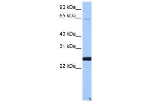 LOC344065 antibody used at 0. (ZFP 570-like antibody  (N-Term))