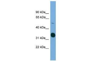 WB Suggested Anti-STK11 Antibody Titration: 0. (LKB1 antibody  (C-Term))