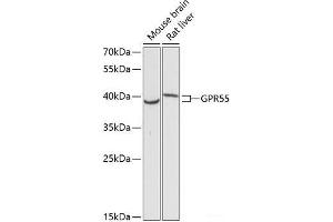 Western blot analysis of extracts of various cell lines using GPR55 Polyclonal Antibody at dilution of 1:3000. (GPR55 antibody)