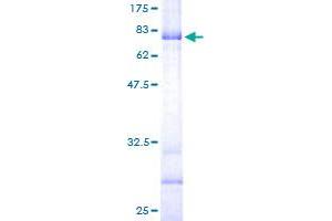 B3GNT2 Protein (AA 1-397) (GST tag)