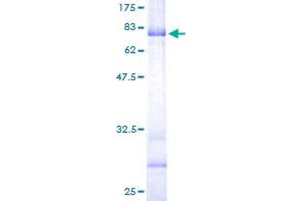 B3GNT2 Protein (AA 1-397) (GST tag)