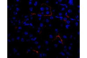 Image no. 5 for anti-Vascular Endothelial Growth Factor A (VEGFA) antibody (ABIN465273)