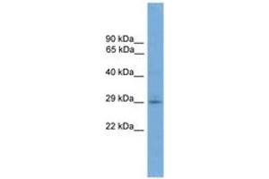 Image no. 1 for anti-Transmembrane Protein 139 (TMEM139) (AA 35-84) antibody (ABIN6745014) (TMEM139 antibody  (AA 35-84))