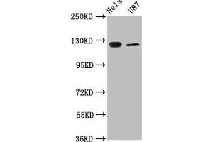 NBC4 antibody  (AA 1071-1137)